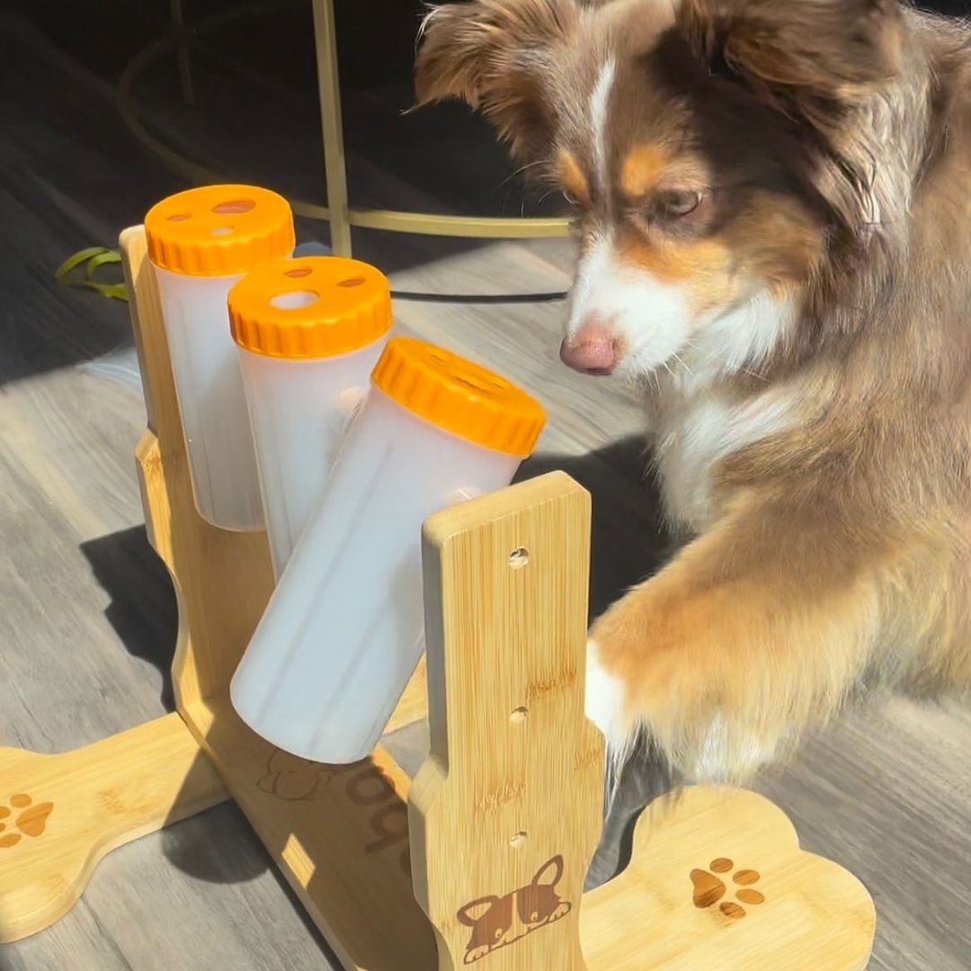 border-collie-with-loobanipet-puzzle-feeder
