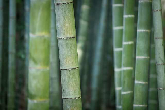 eco friendly bamboo