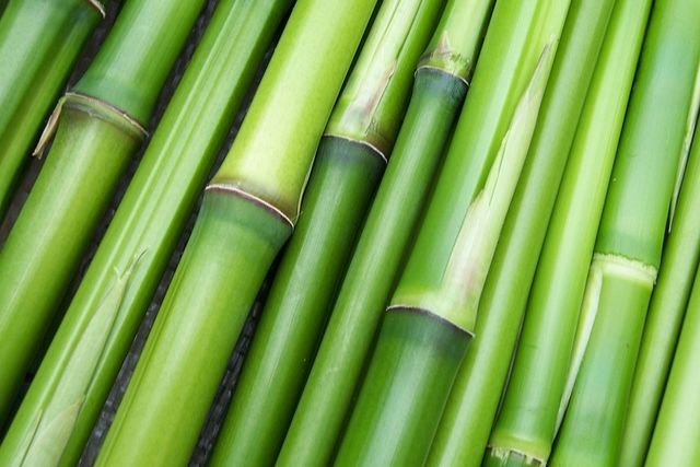 renewable bamboo 1