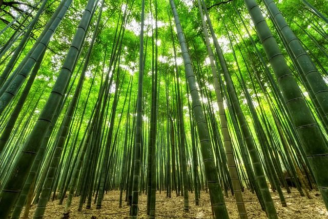 sustainable bamboo 1