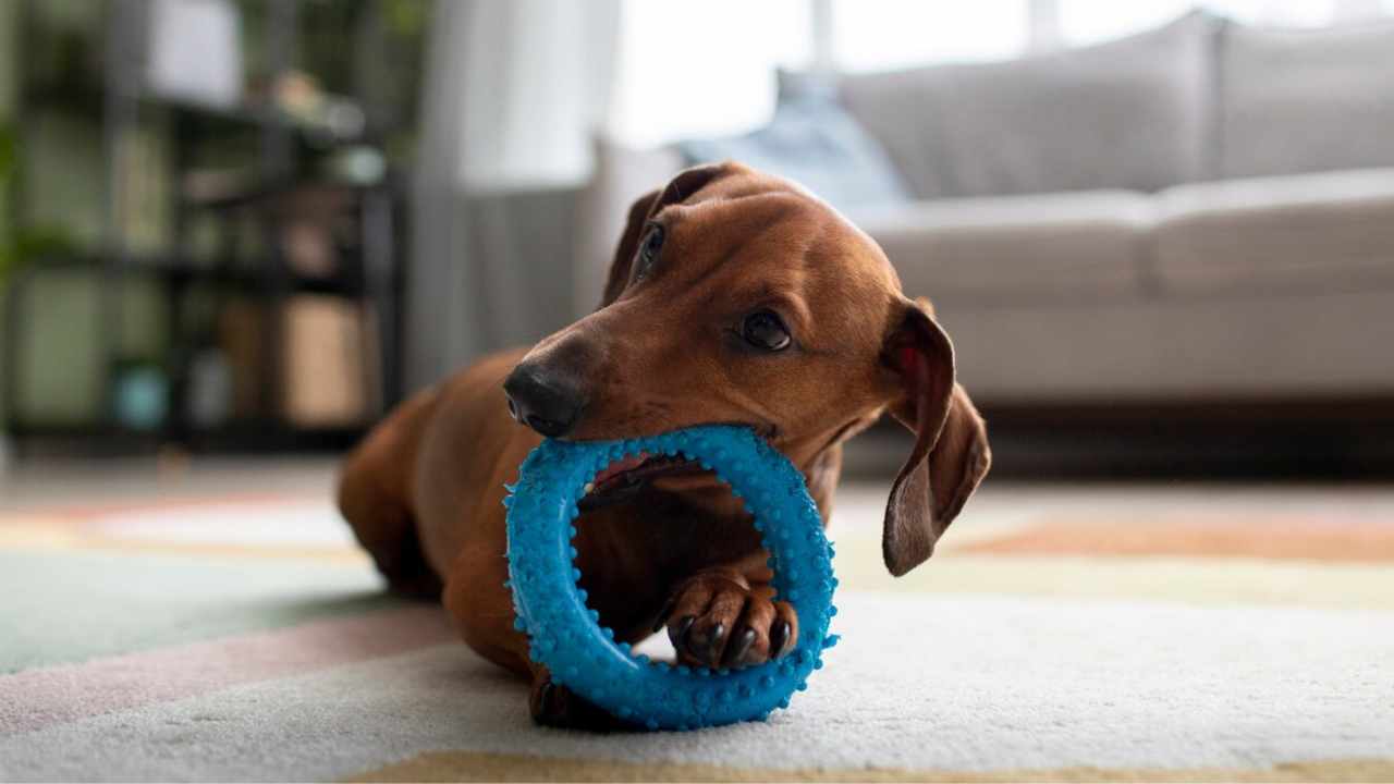 beautiful dachshund dog with chewing toy