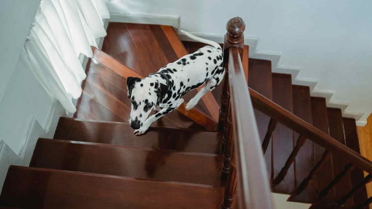 dalmatian dog running up the stairs