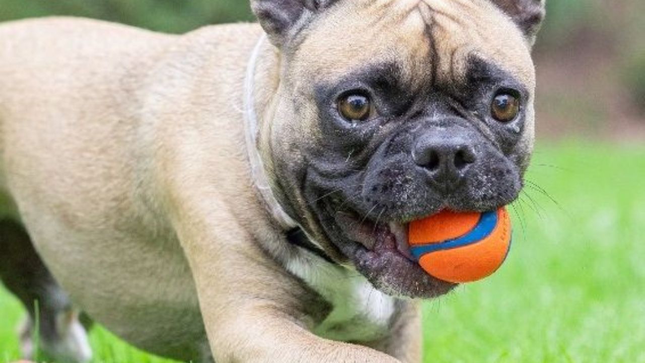 dog bounce ball