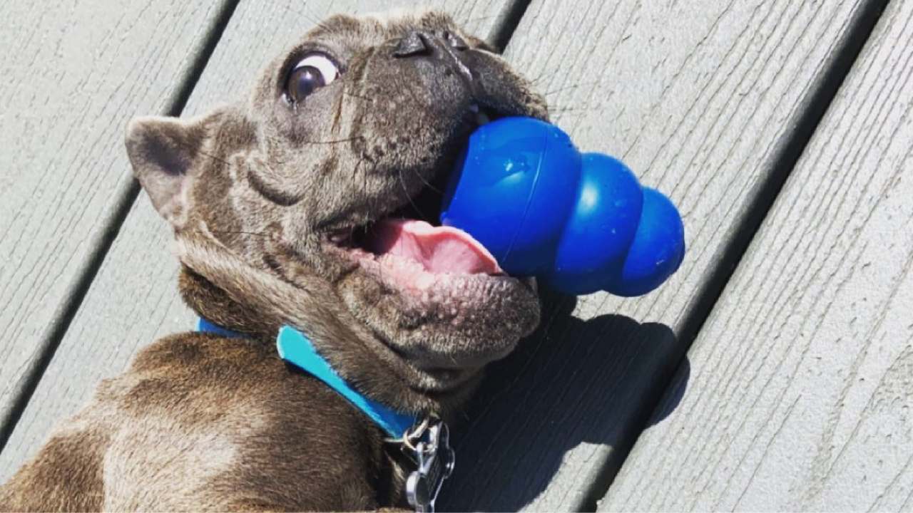dog play kong toy