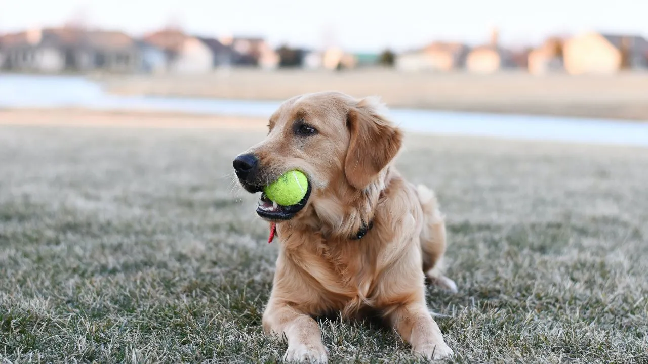 dog plays with tennis ball