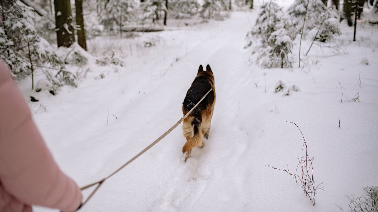 winter walk with a german shepherd