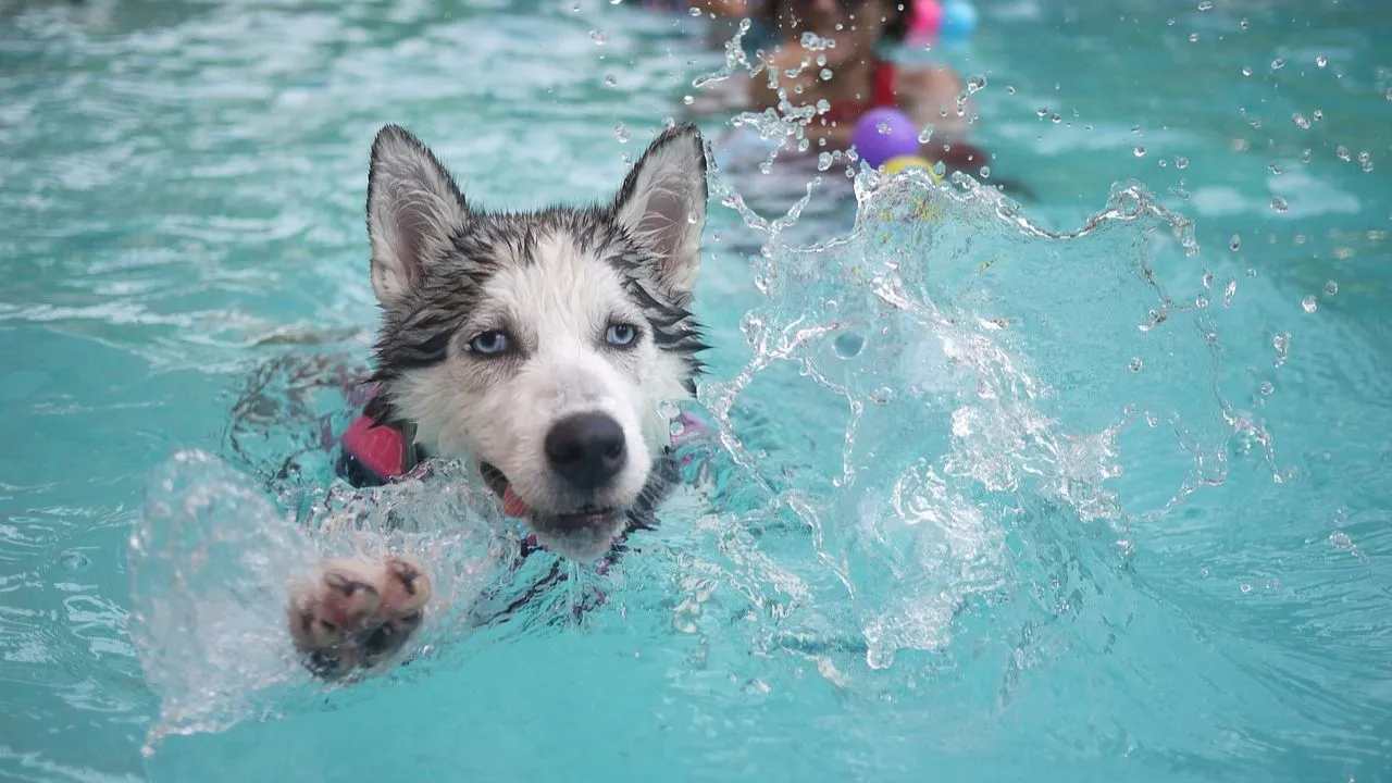 a husky swimming