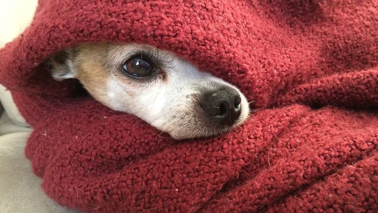 chihuahua dog blanket cold winter