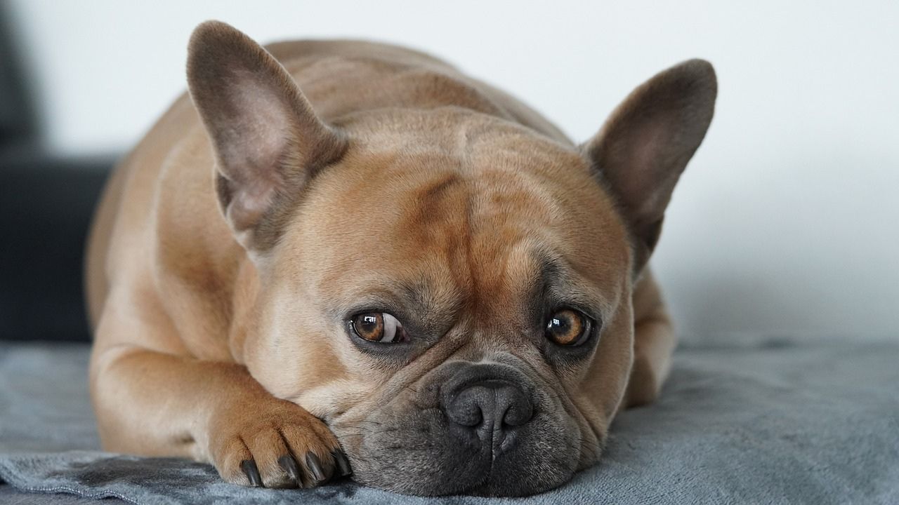 cute french bulldog boring dog