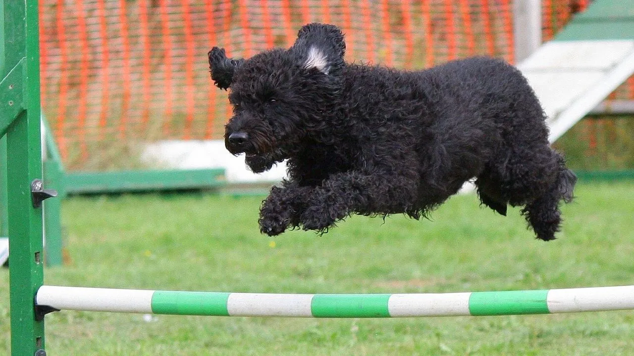 dog agility training jumping breed