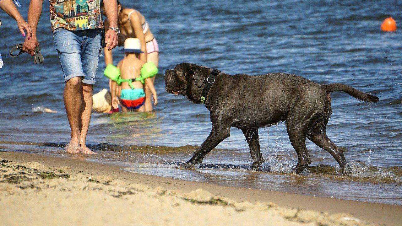 dog mastiff beach mammal pet