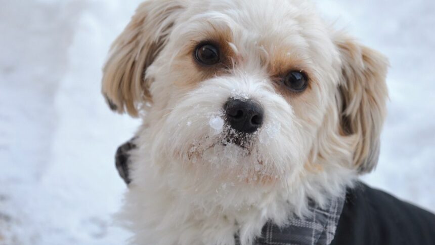 Keep Your Pup Safe & Active This Winter With These 7 Essential Tips ...