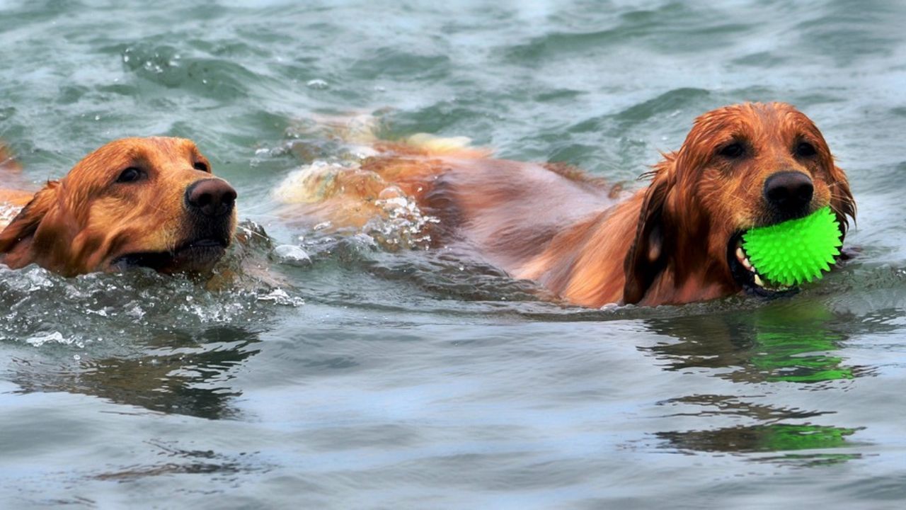 dogs swimming water pet swim