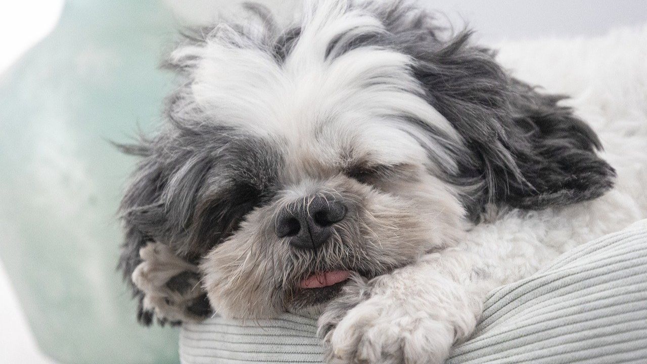 sleeping shih tzu dog pet animal