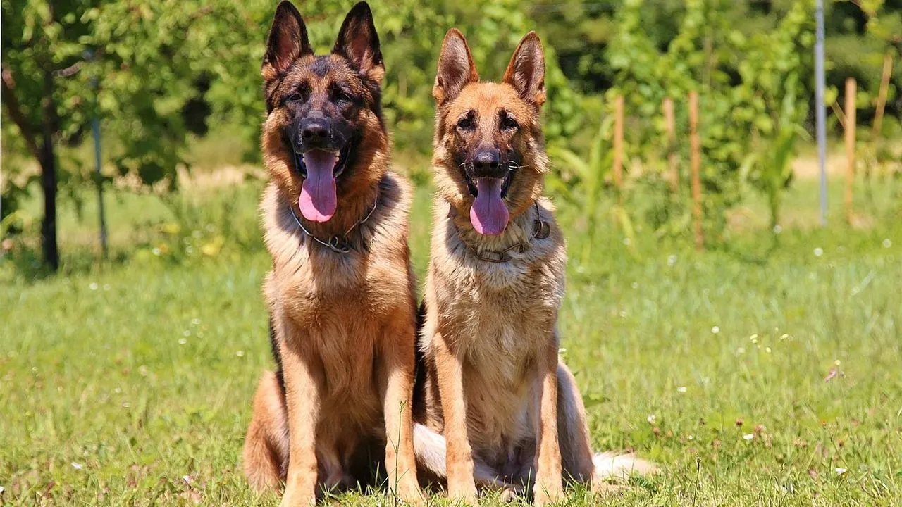 two german shepherd dogs