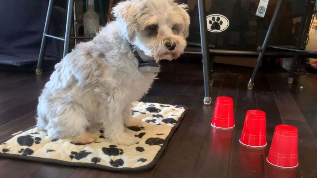 dog cup game