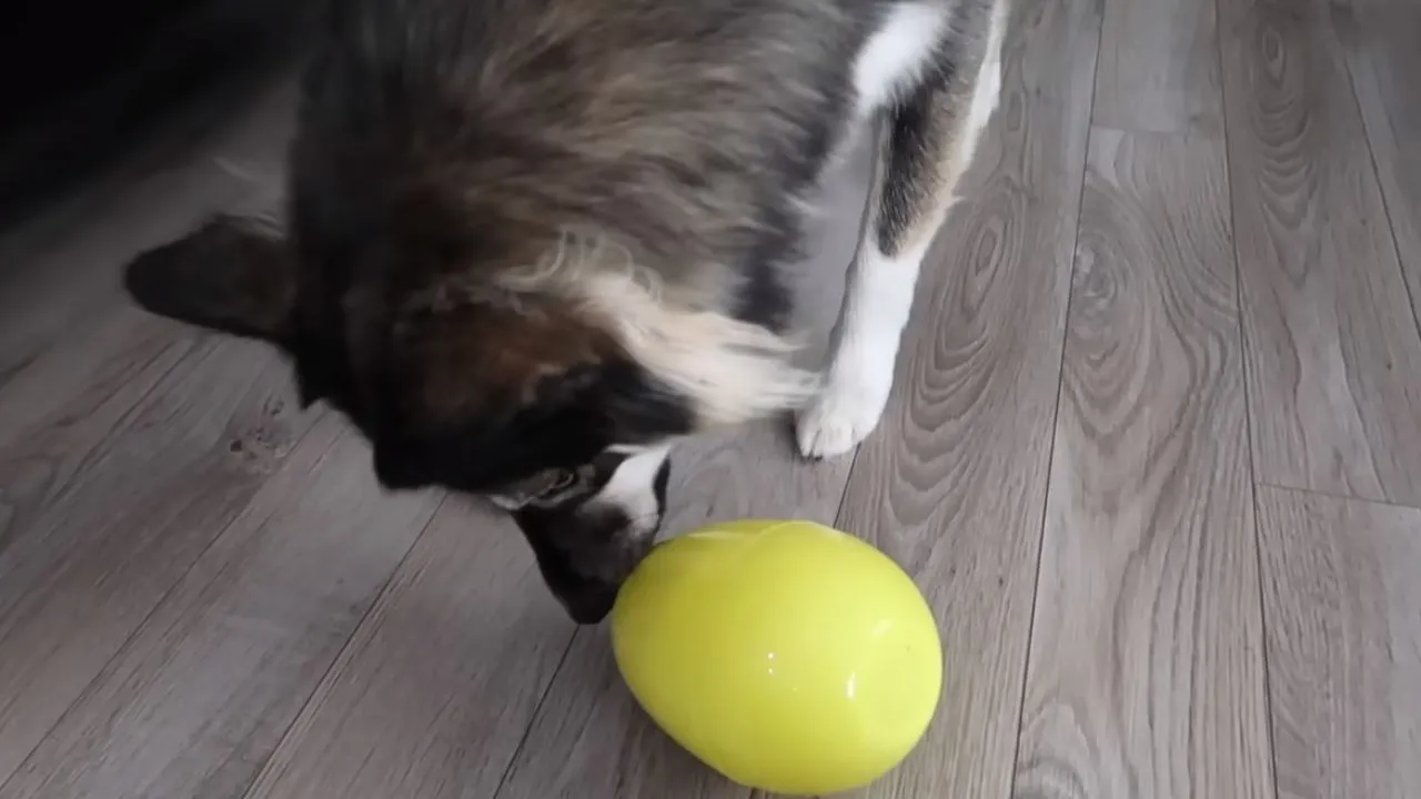 dog easter egg hunt game in apartment