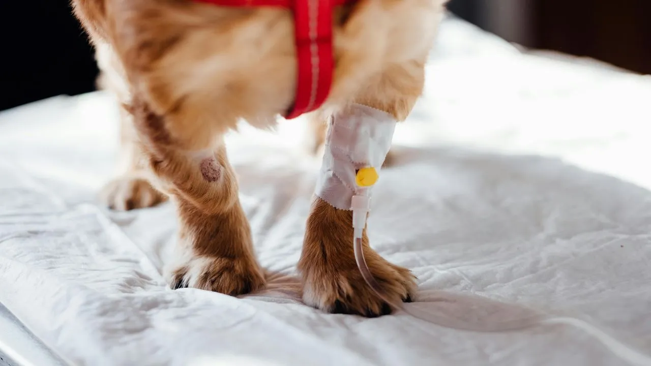 dog with intravenous line on his leg