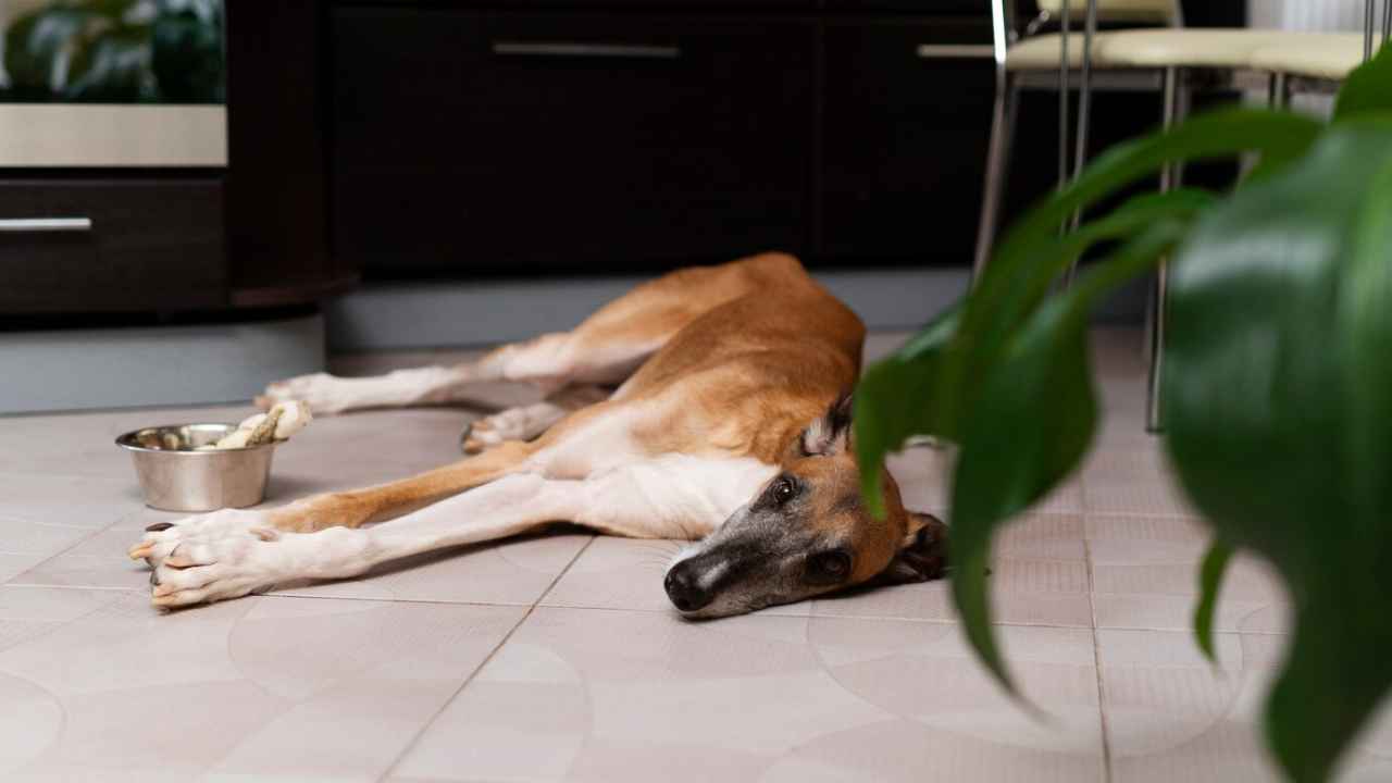 greyhound dog laying floor