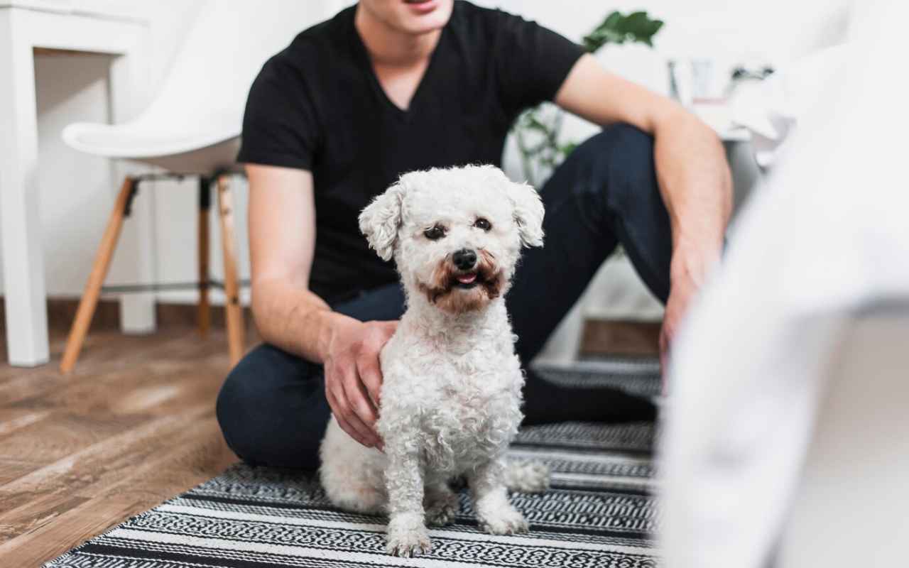 portrait dog sitting carpet
