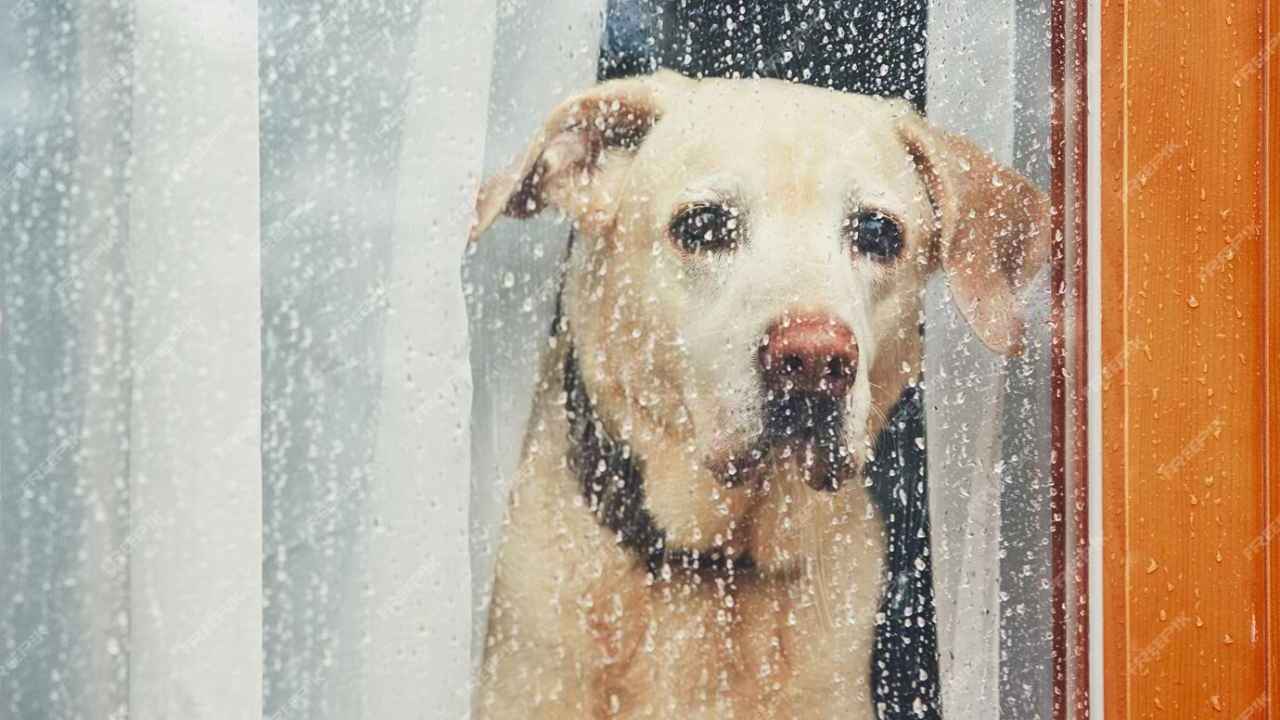 wet dog looking through window