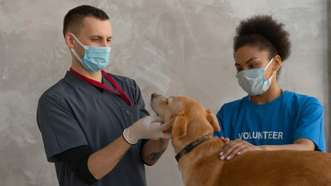 a dog having a checkup on a veterinary 2