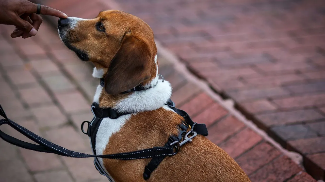 a dog on a leash sitting on the sidewalk