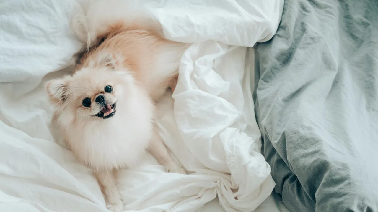 adorable little pomeranian dog lying in bed