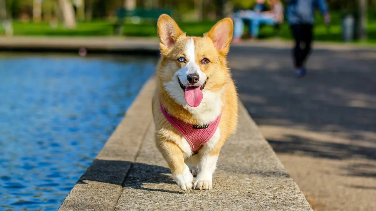 adult brown and white pembroke welsh corgi near the body of water