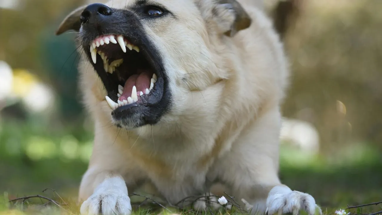 angry dog