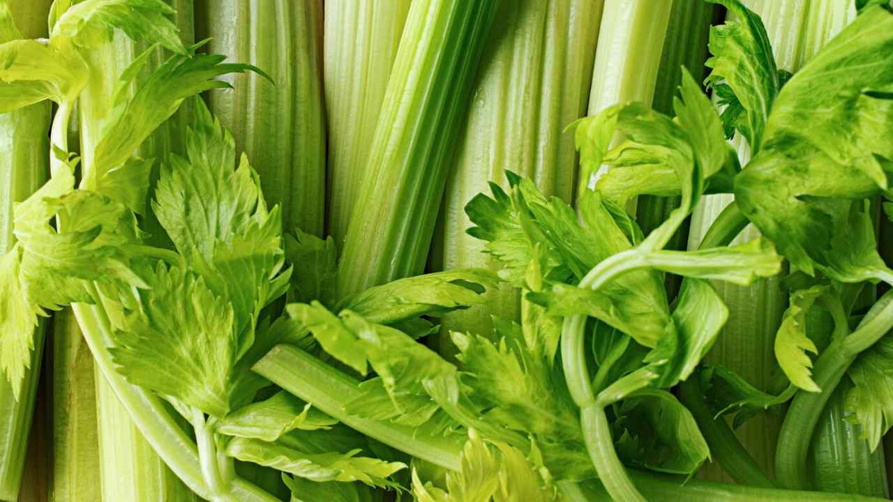 close up texture celery