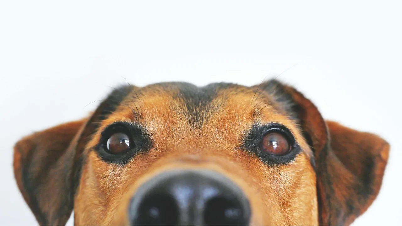 closeup photo of brown and black dog face