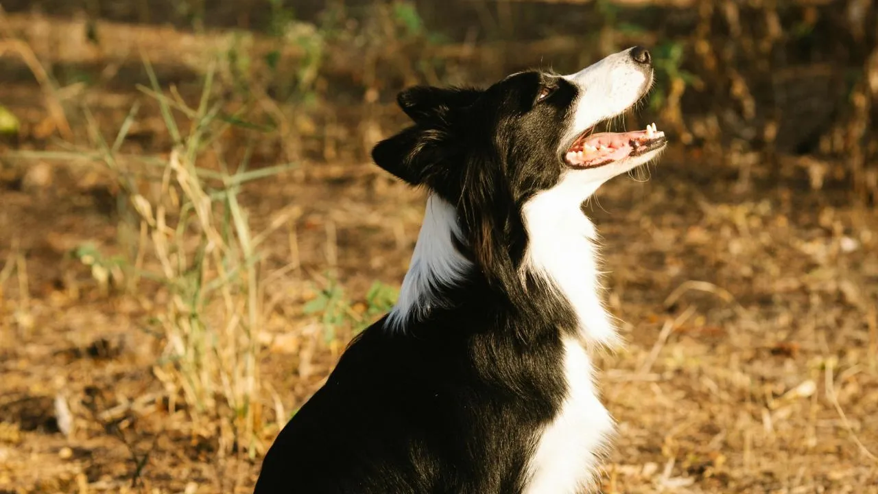 crop faceless person feeding purebred border collie in nature