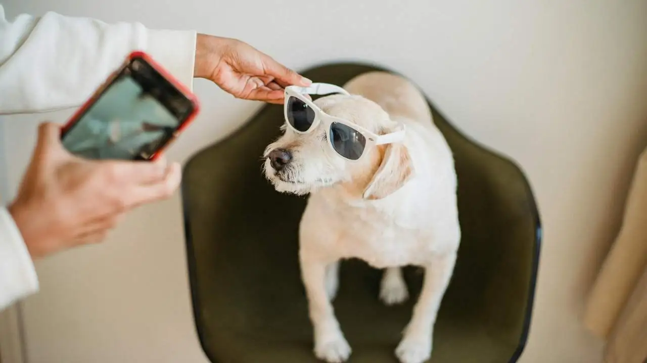 ethnic owner with smartphone putting sunglasses on puppy 1