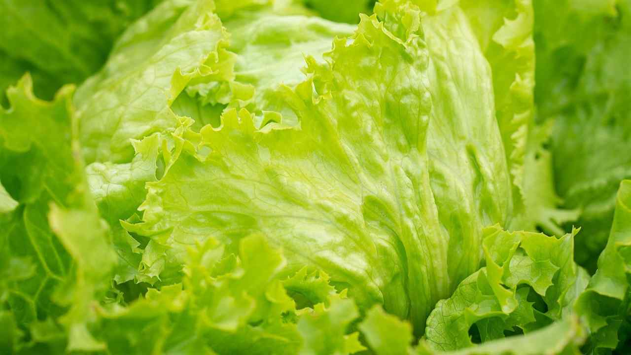 lettuce green