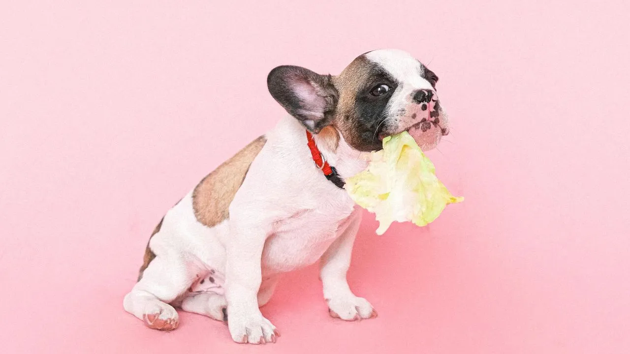 photo of a french bulldog with a cabbage leaf