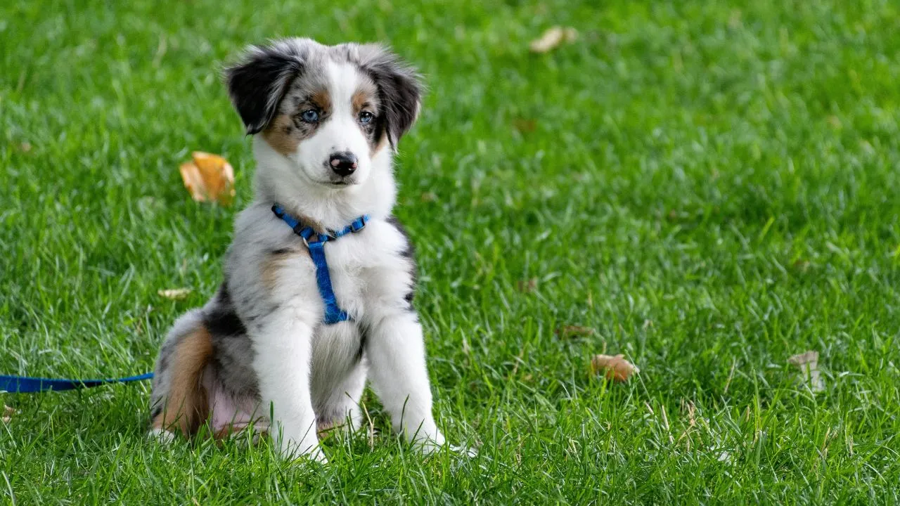 puppy on grass field