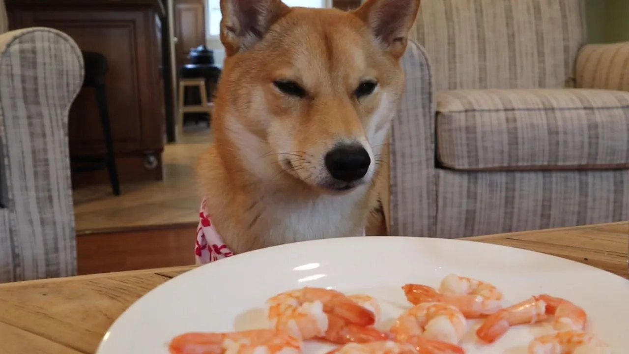shiba inu tastes shrimp