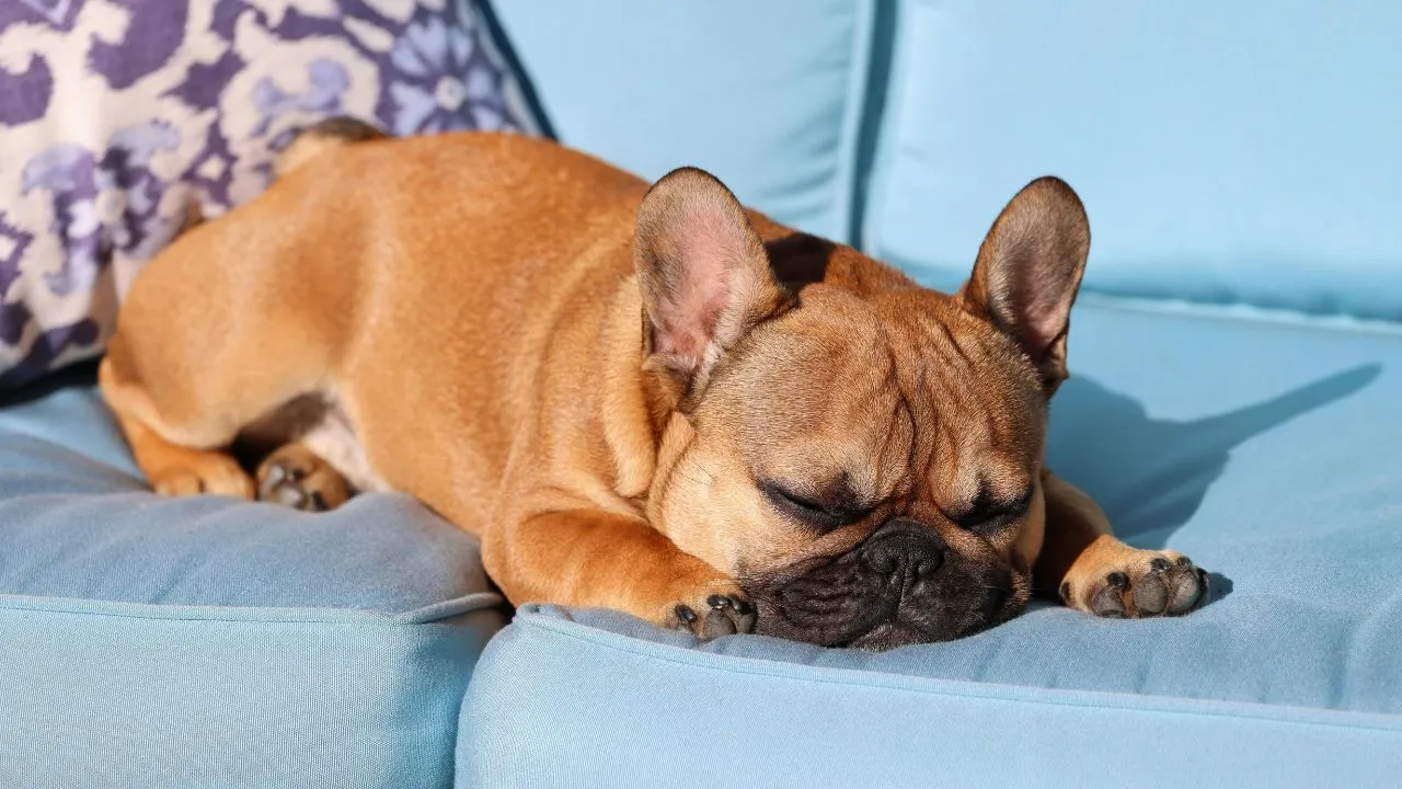small dog sleeping on a blue sofa