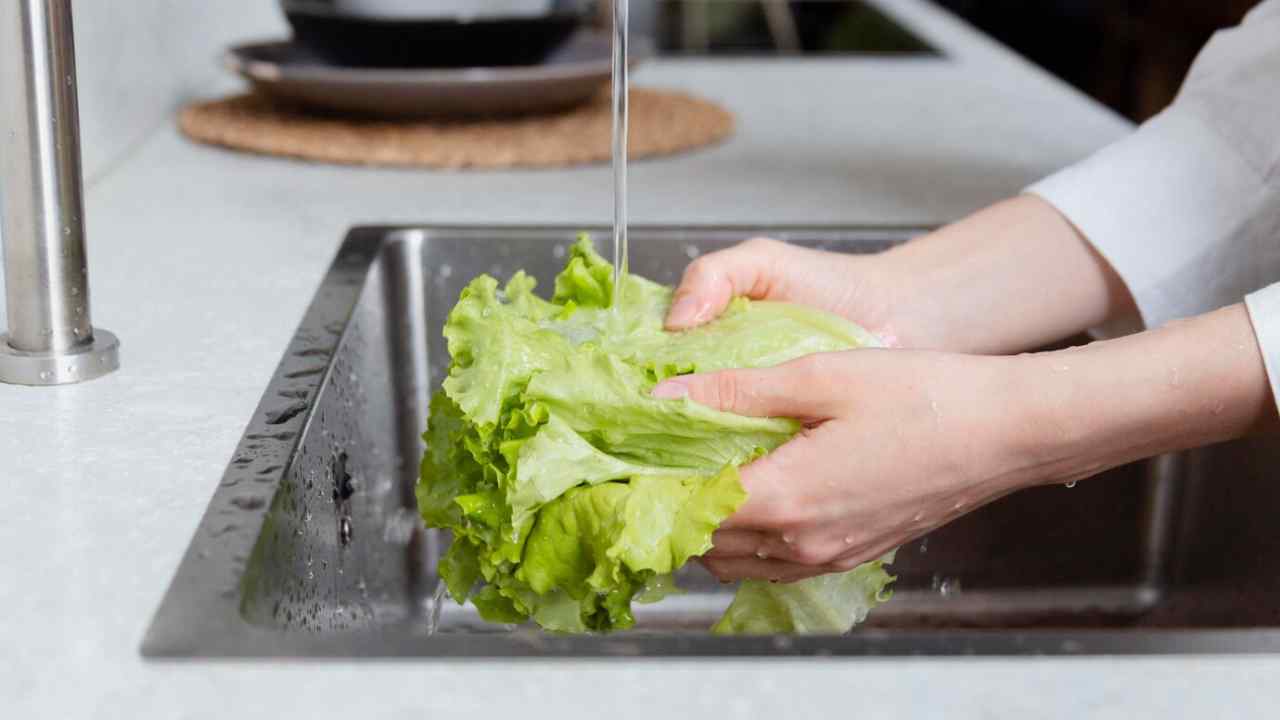 washing lettuce