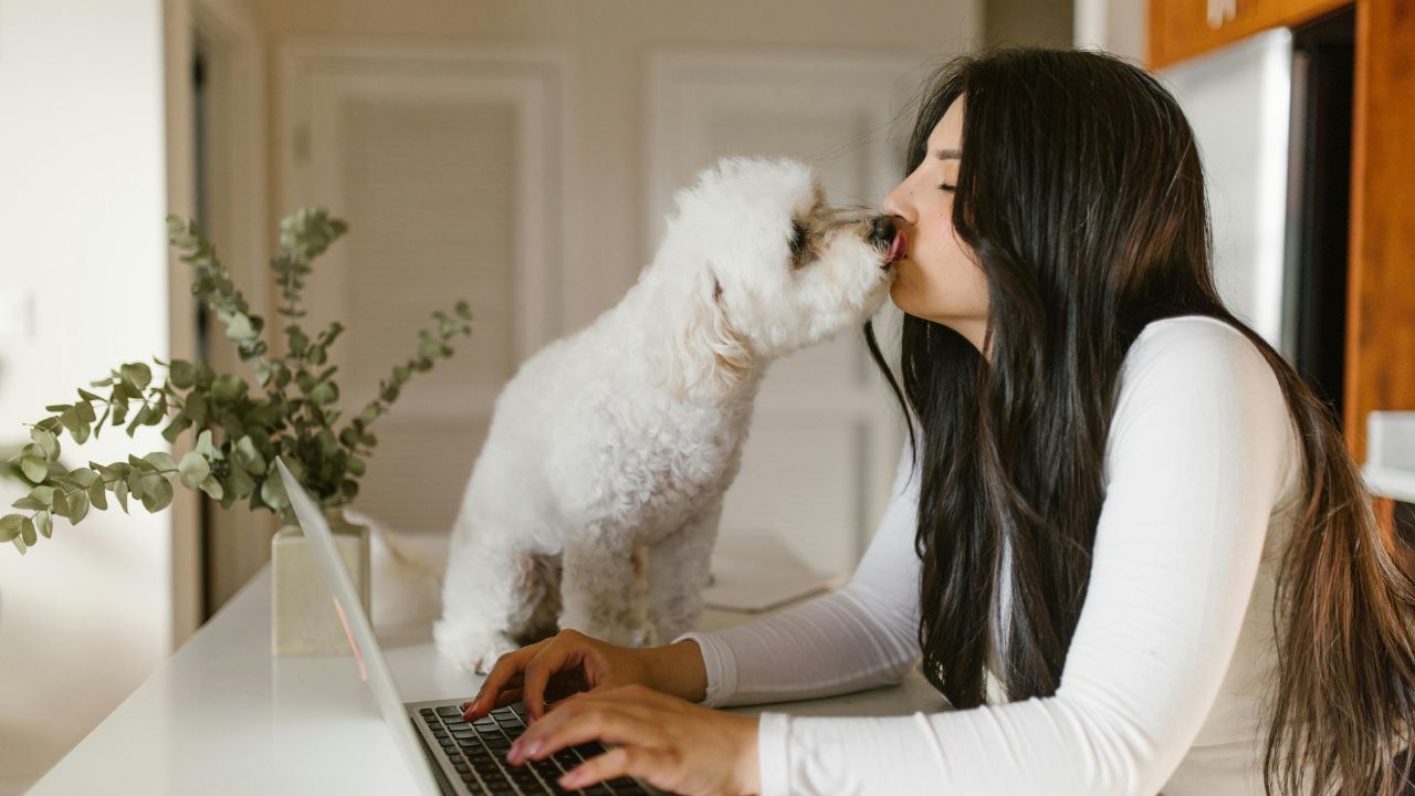 white dog on a computer desk kissing the owner
