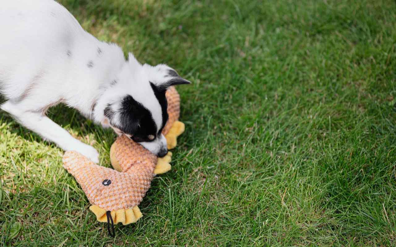 a black and white dog biting a seahorse toy
