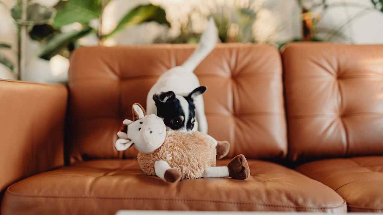a dog with a toy on a sofa