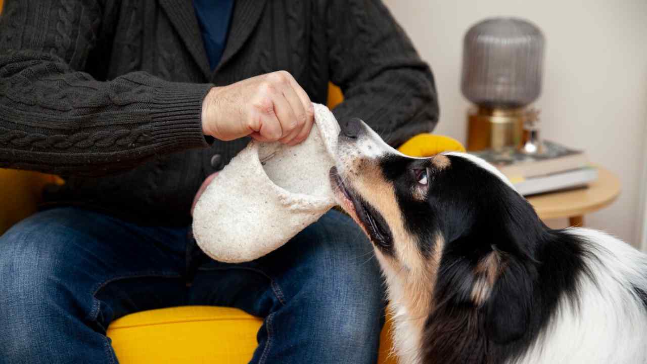 beautiful border collie dog stealing shoe