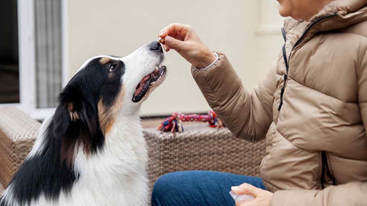 border collie dog training with owner