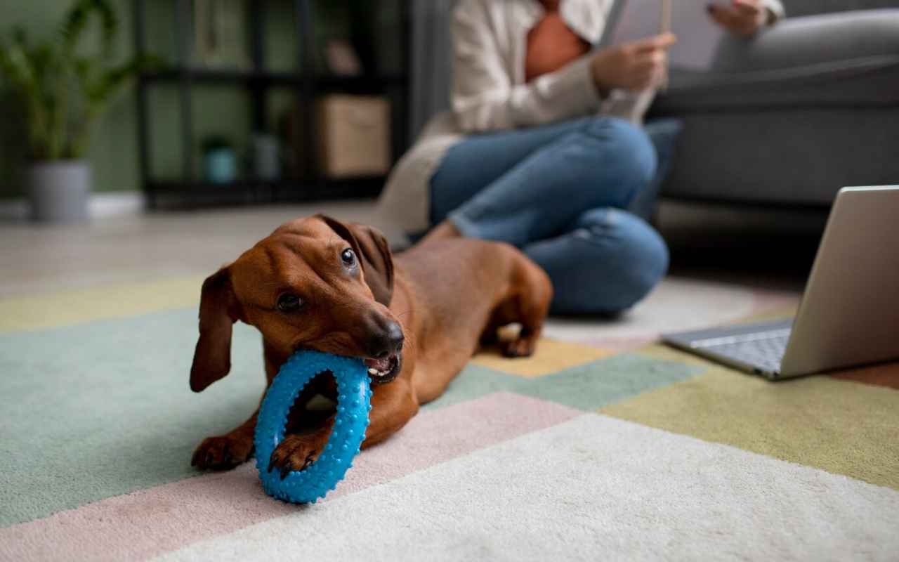 close up beautiful dachshund dog with chewing toy