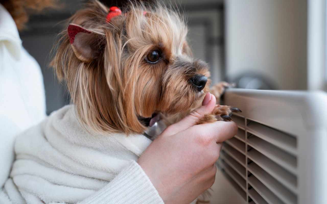 close up cute dog near heater