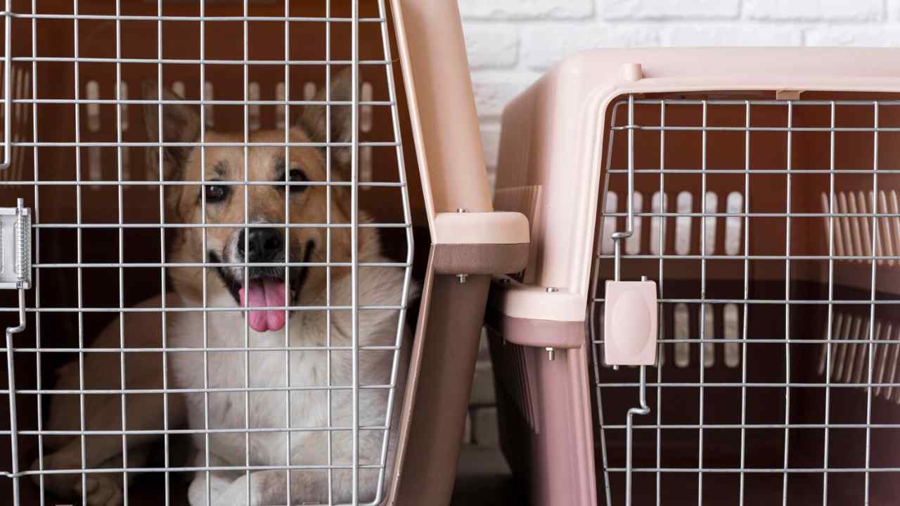 cute smiley dog kennel