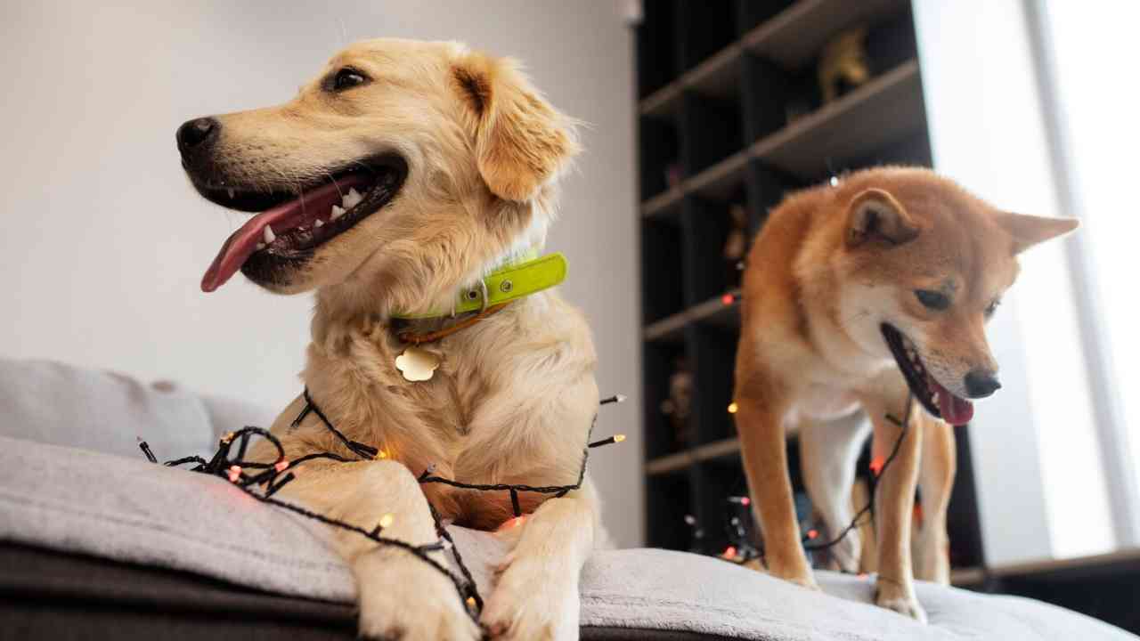cute smiley dogs with lights low angle