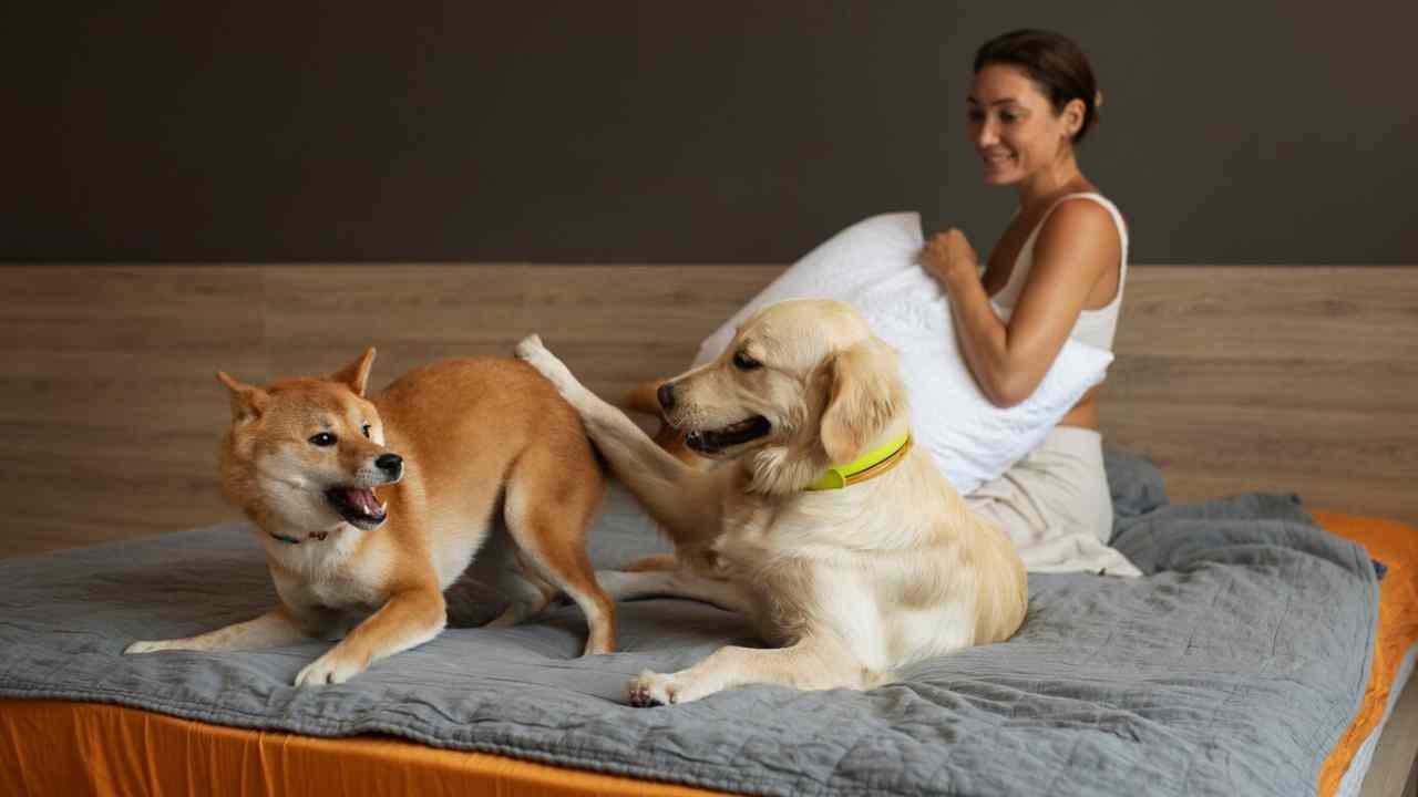 full shot smiley woman dogs bed